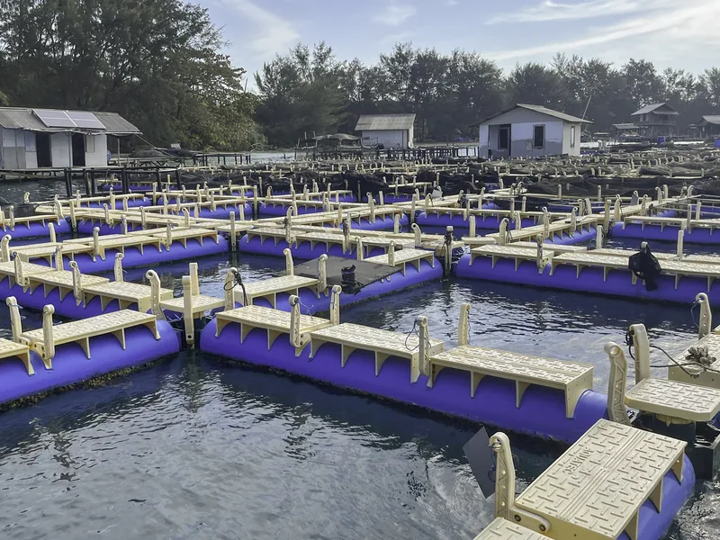 Fish Farm